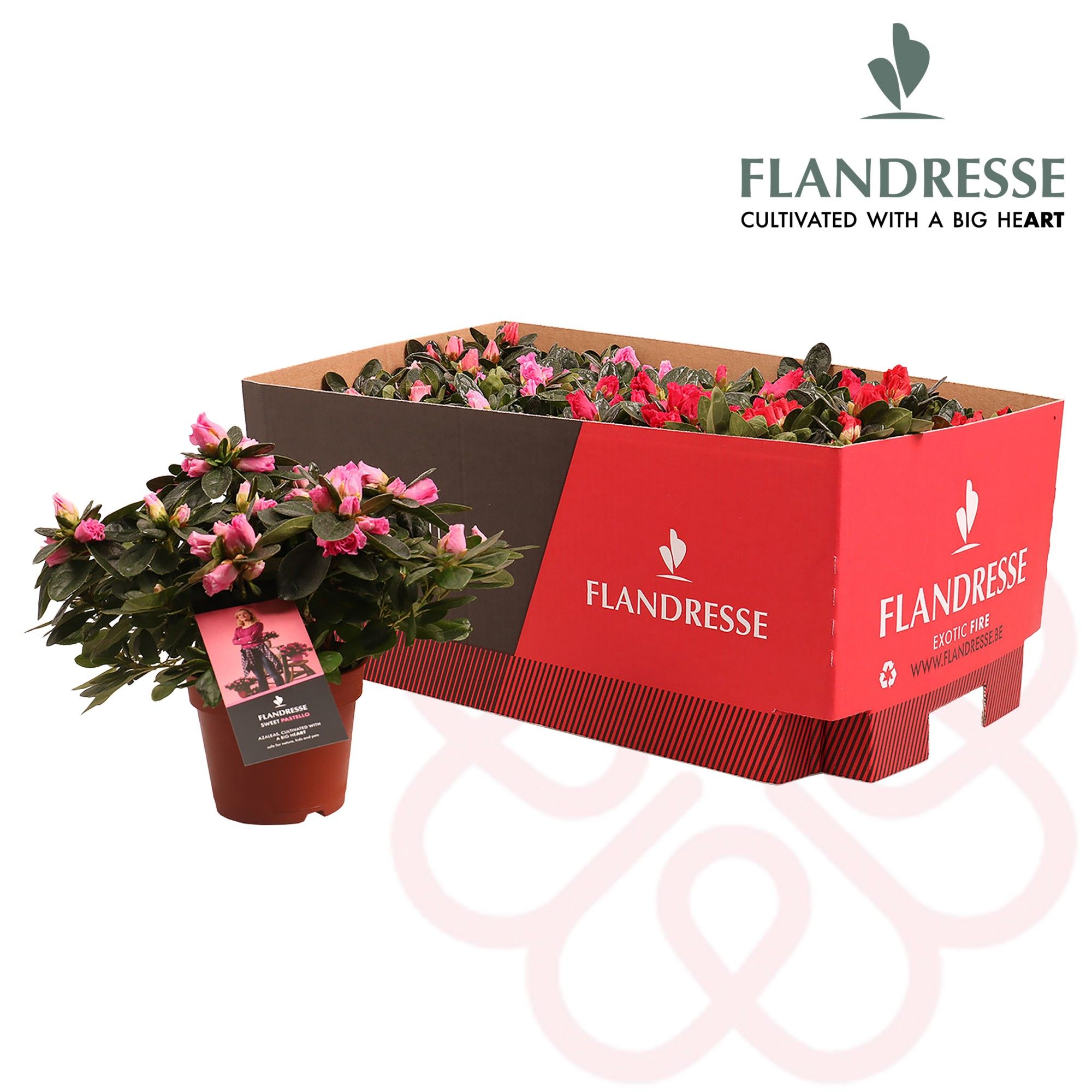 Azalea Flandresse® 'Exotic Fire' 22 - 25 cm, D 12