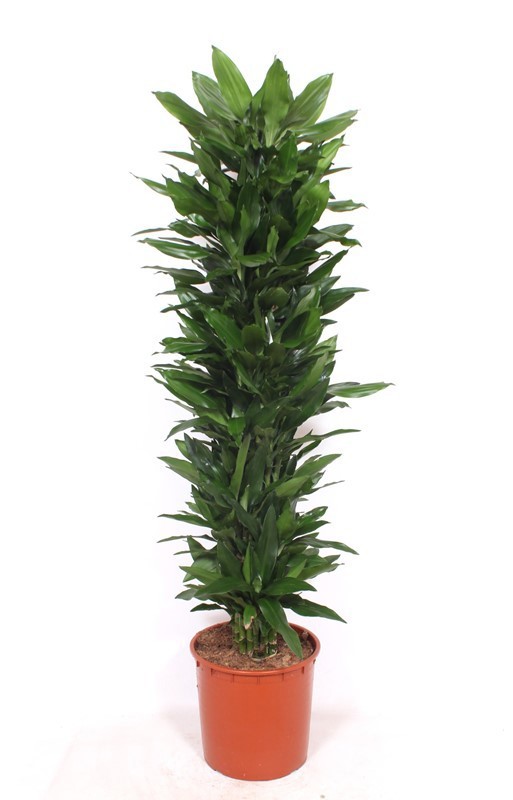 Dracaena Janet Lind, D 34
