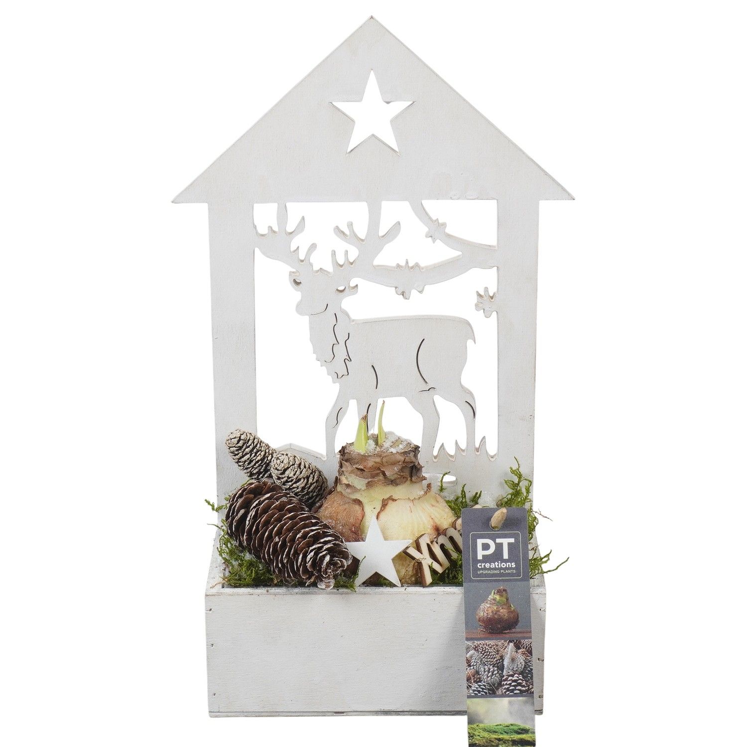 PTACH5893 Arrangement Amaryllis Christmas in houten bak, D 16 cm