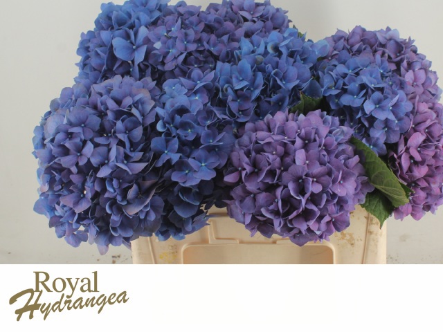 Гортензия Пимпернел 50, шт.