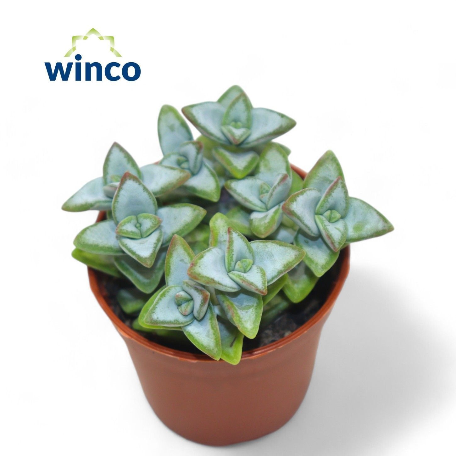 Crassula Perfoliata, D 5,5