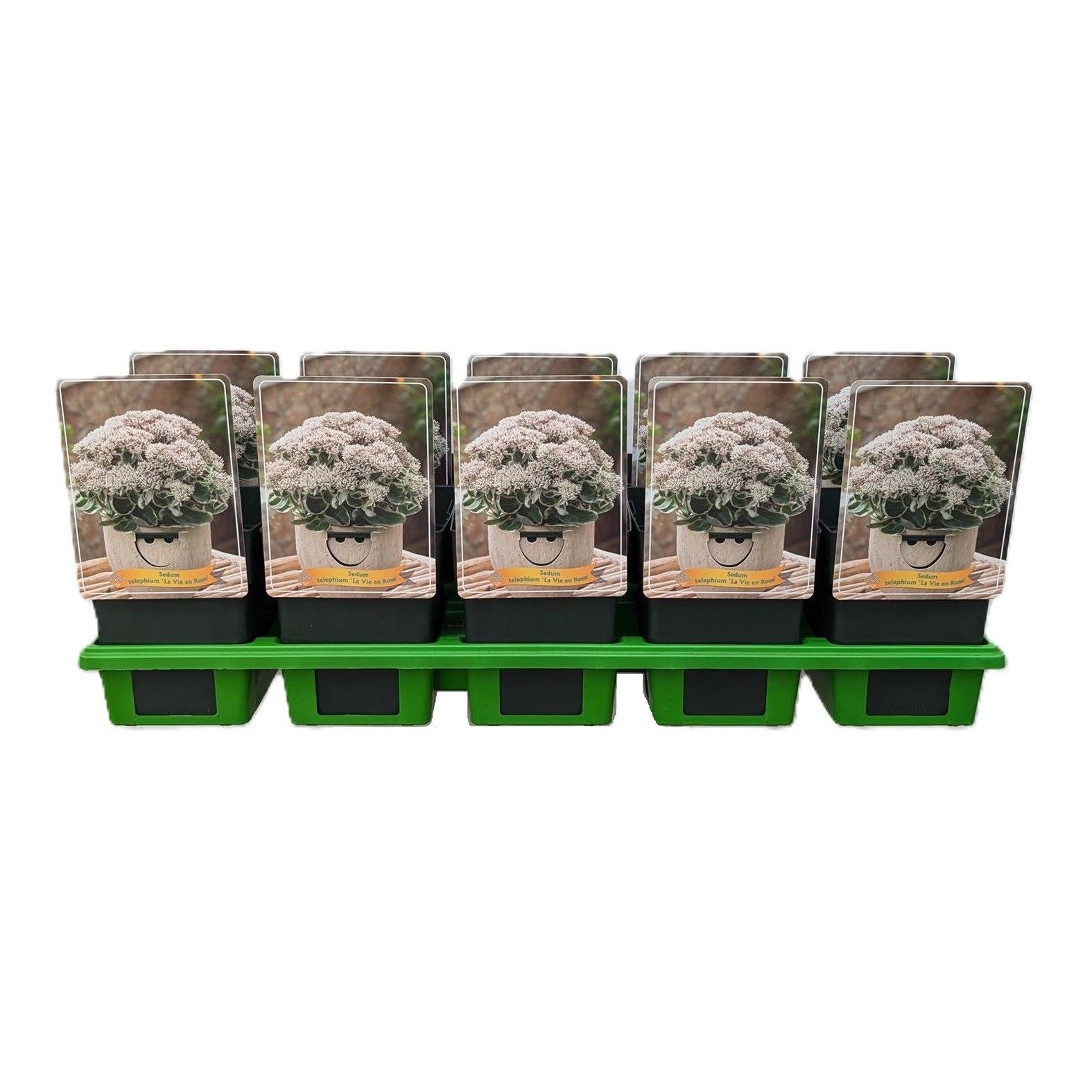 Sedum telephium 'La Vie en Rose' P11, D 11 cm