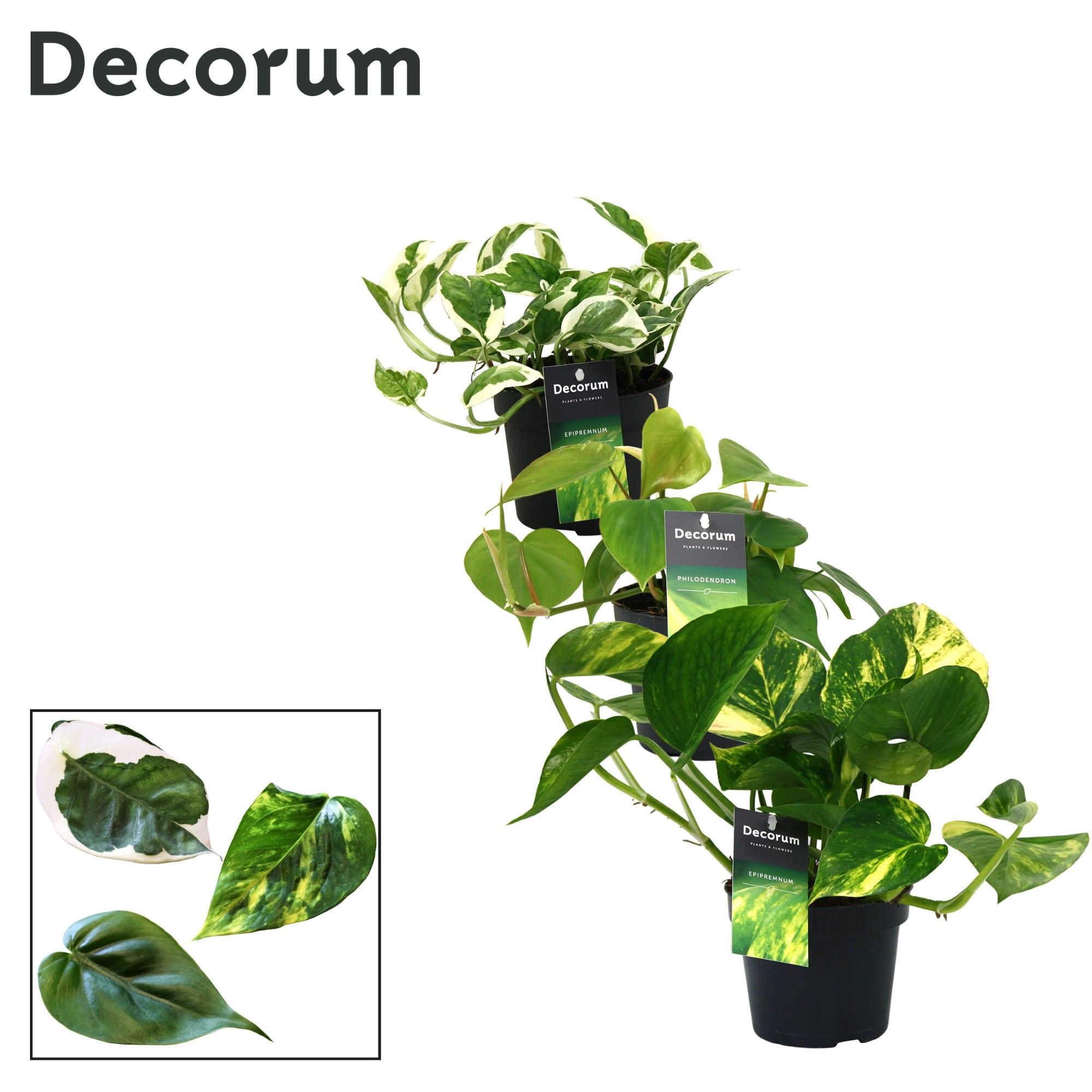 Mix Scindapsus (Epipremnum) / Philodendron gemengd DECORUM, D 12