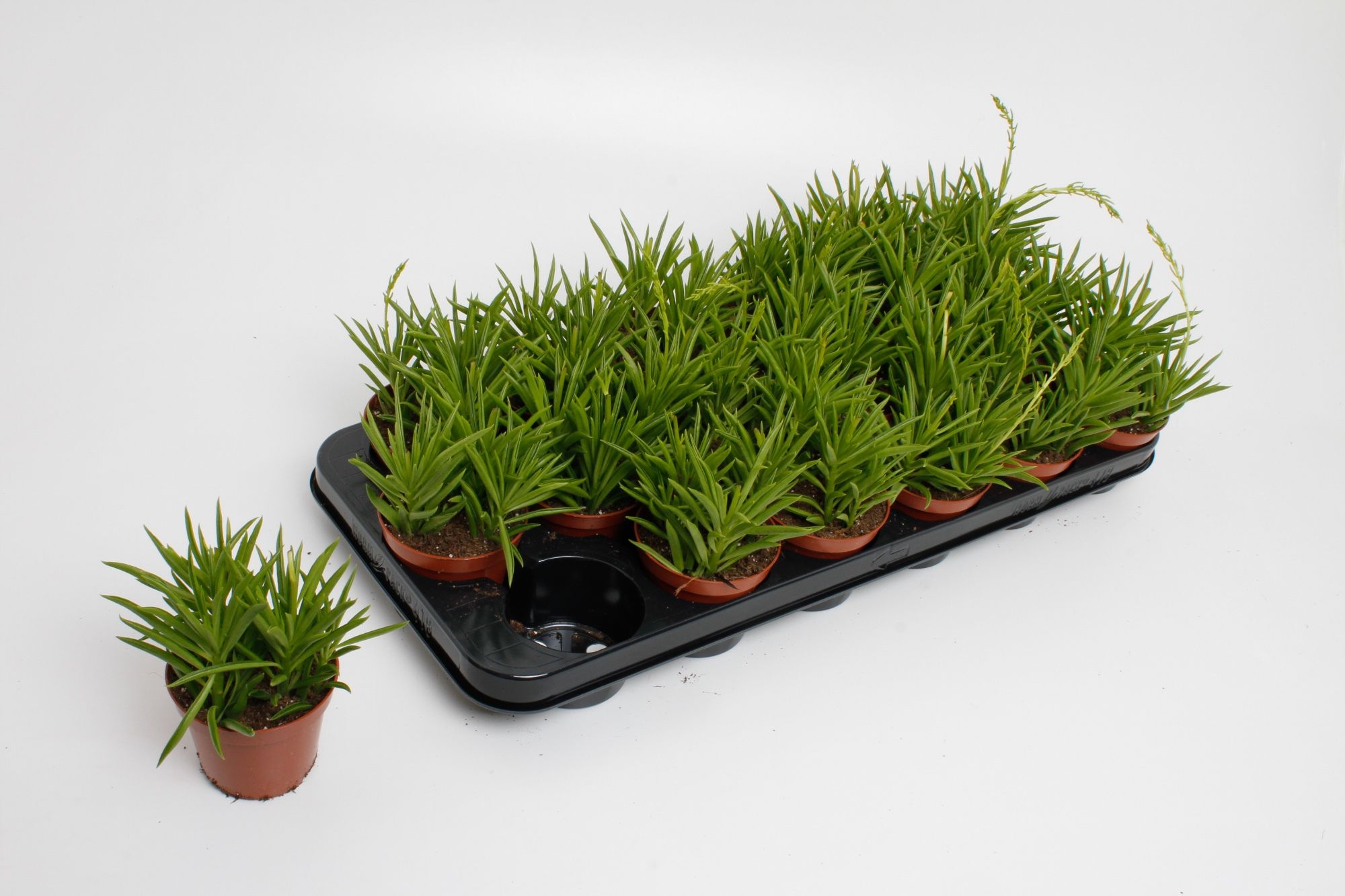 Peperomia Sweet Spark, D 8,5