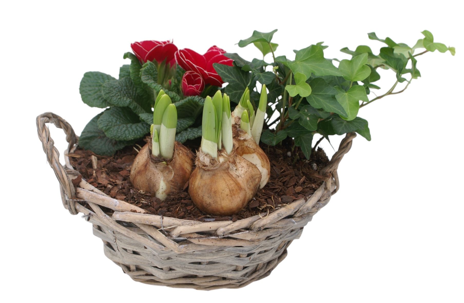 Primula Chipwood 1 prim 1 tet 1 hedr 572, D 19 cm