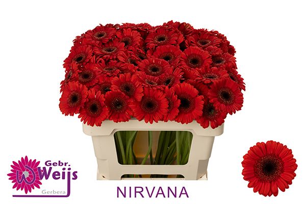 Гермини Нирвана, шт.