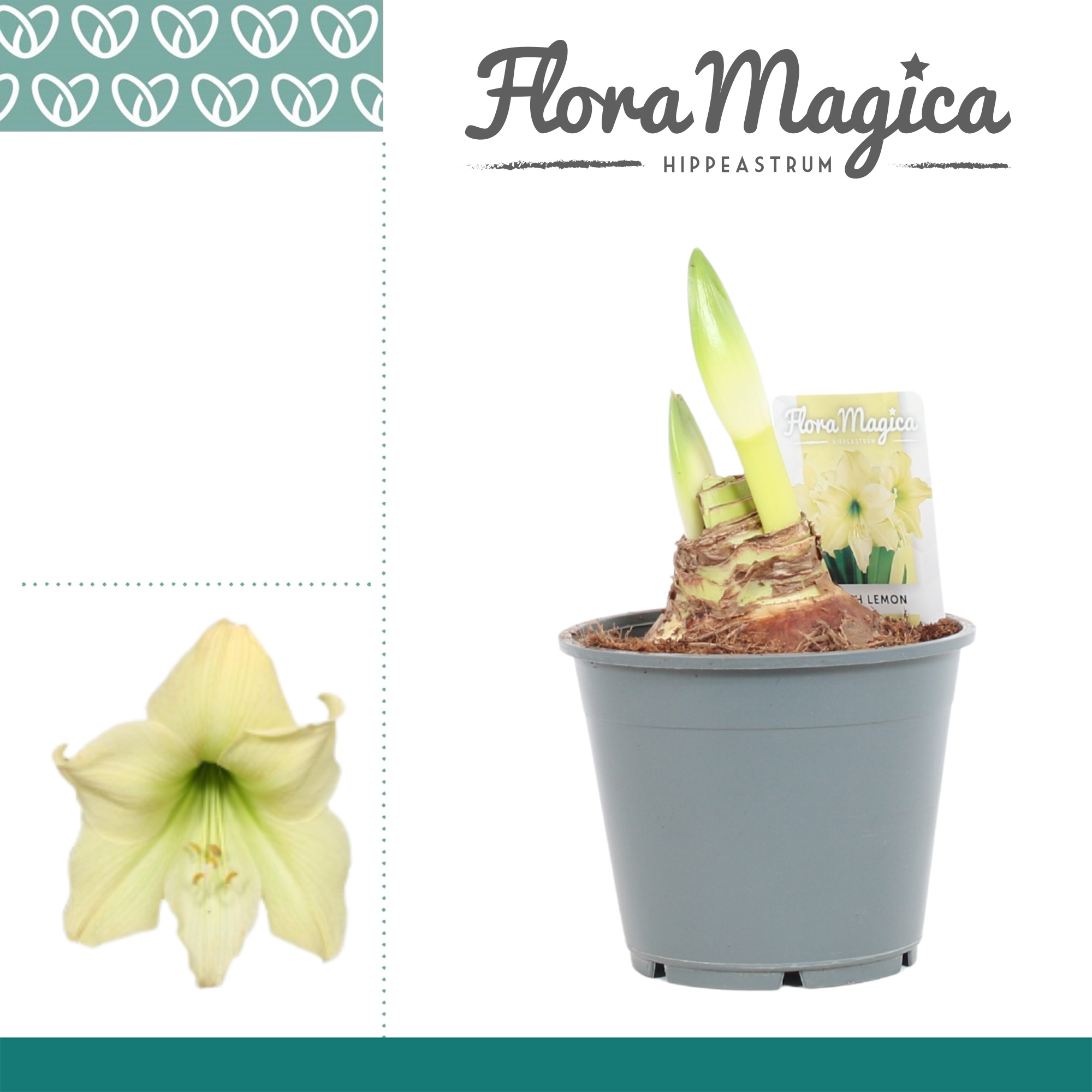Amaryllis Fresh Lemon 2 Knop, D 14