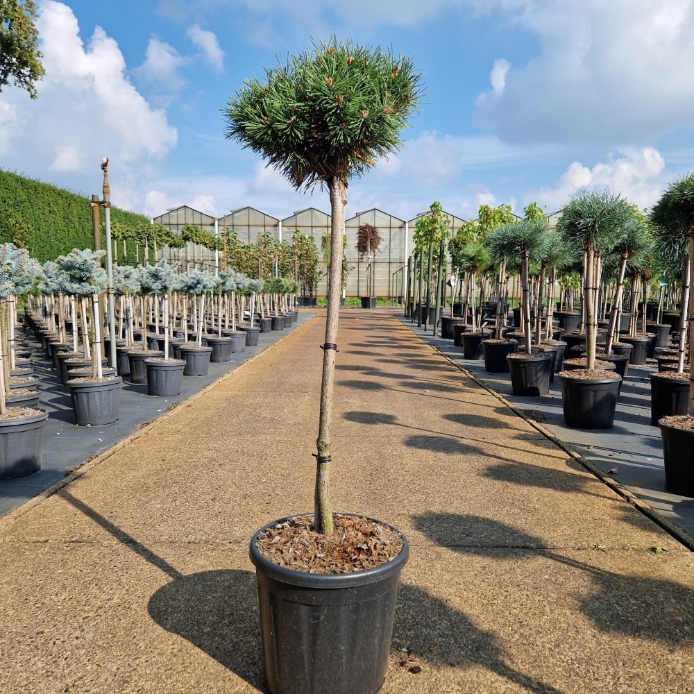 Pinus uncinata 'Wiel', D 28 cm