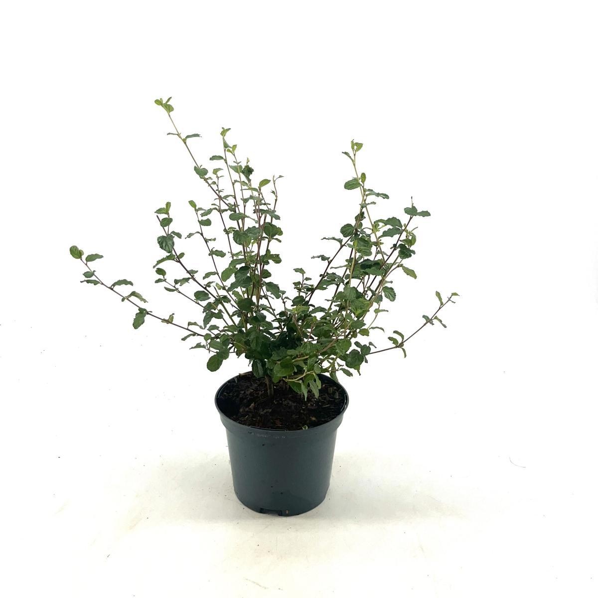 Ceanothus 'Autumnal Blue', D 17 cm