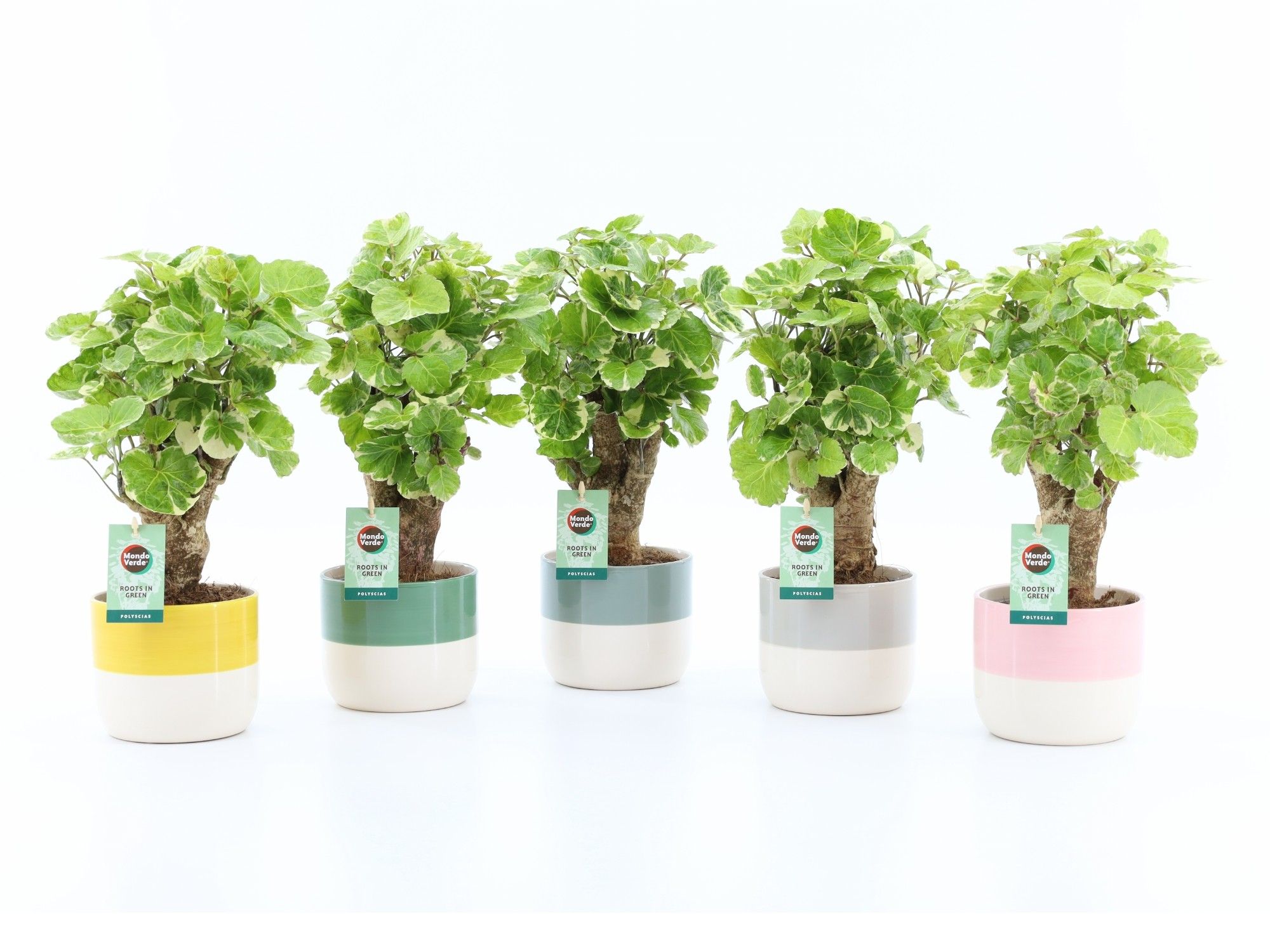 Polyscias Balfouriana in Two Tone, D 13