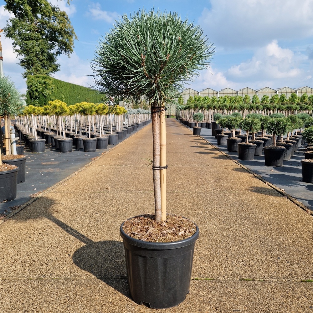 Pinus sylvestris 'Watereri', D 28 cm