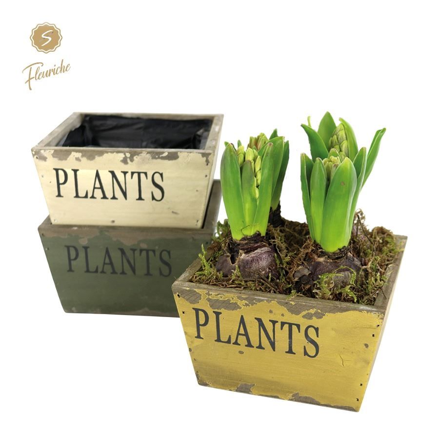 (4903) Hyacint Old Wood [L] 4PP Mos, D 16 cm