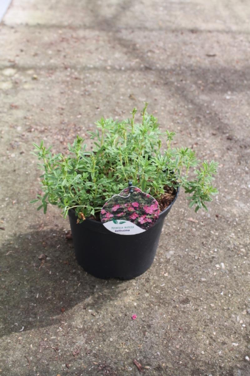 Potentilla f. Bellissima, D 19 cm