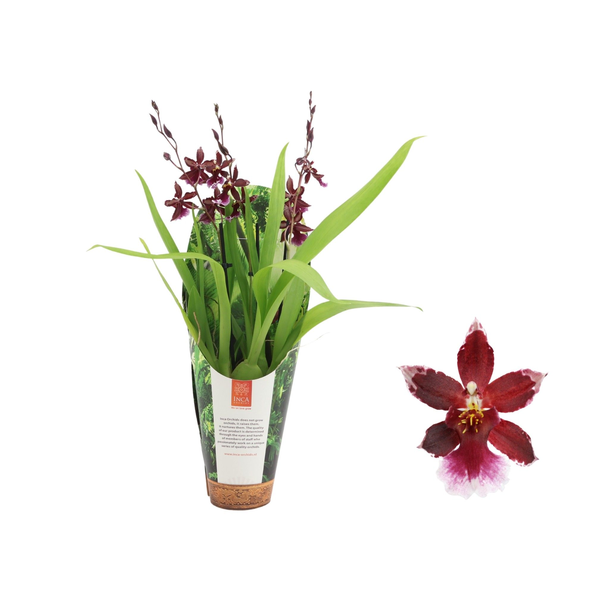 Inca Cambria Barrocco Red 3 spike 9cm in luxury jungle cover, D 9 cm