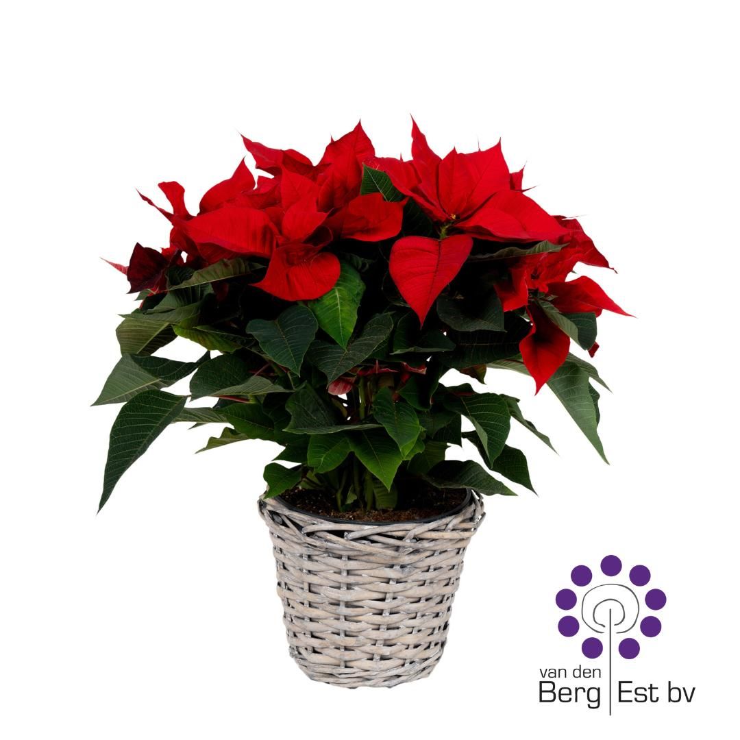 Euphorbia Pulcherrima (Poinsettia) Rood in mand 17 CM, D 17 cm
