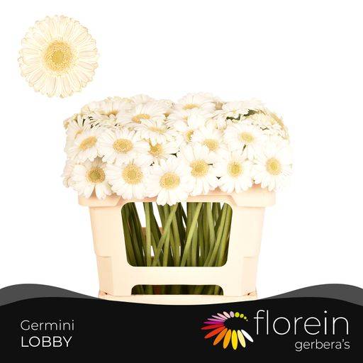 Гермини Лобби, шт.