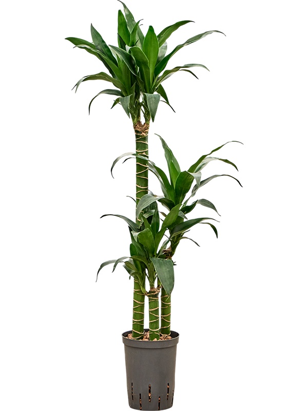 Dracaena deremensis 'Black Beauty', D 15