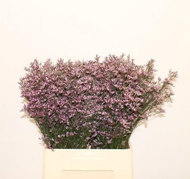 Лимониум Сафора Лилак 70, шт.