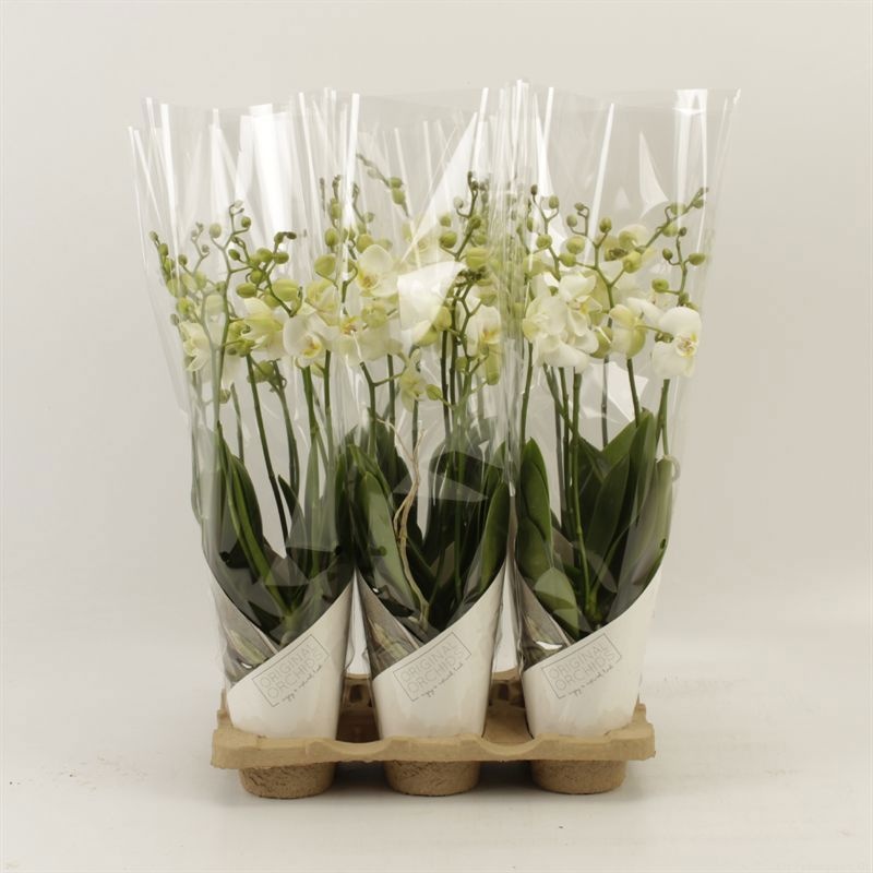 Phalaenopsis Anthura Inverness Wild 6 tak Inverness in Artemis koker, D 12