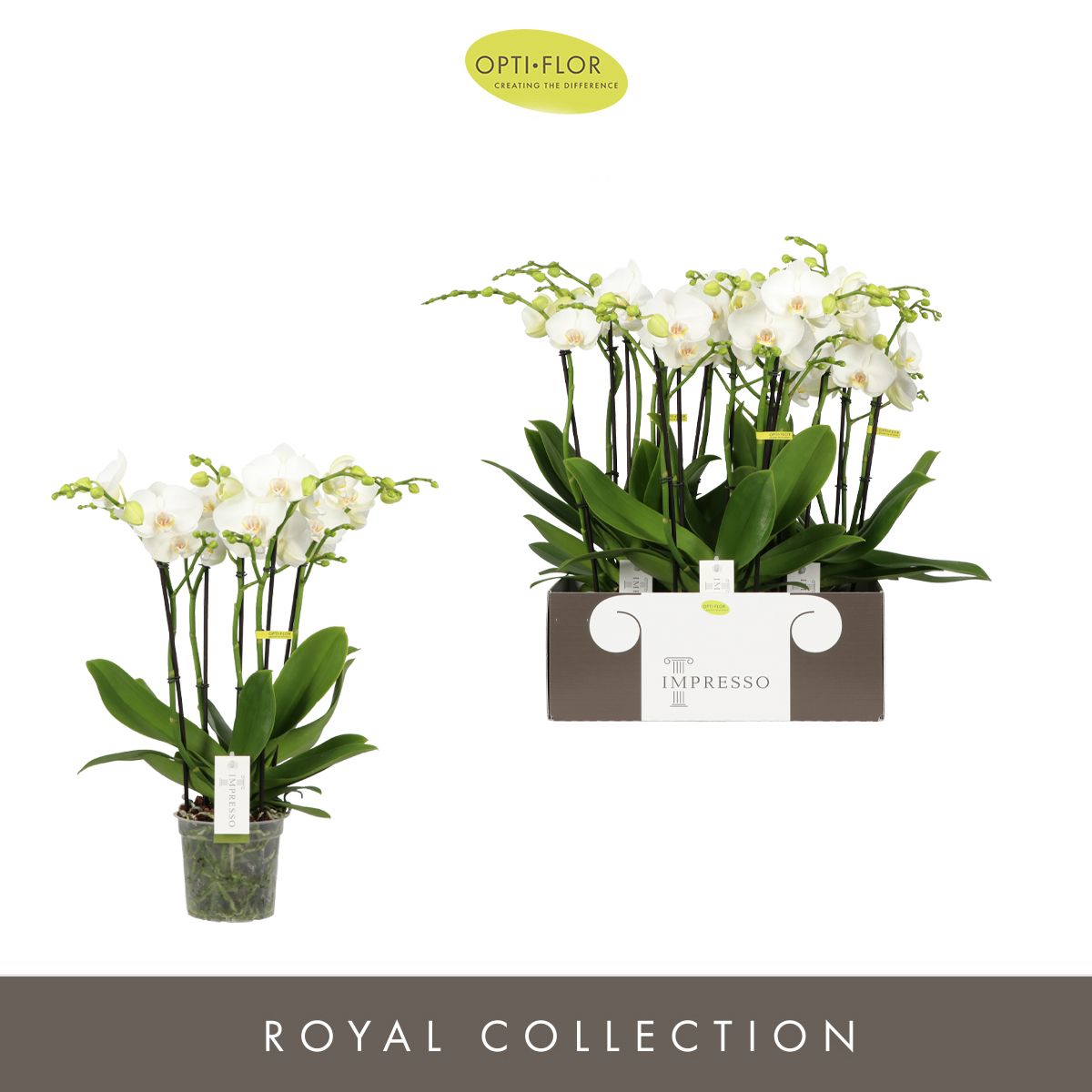 Impresso Mathilde >4 spike, D 15 cm