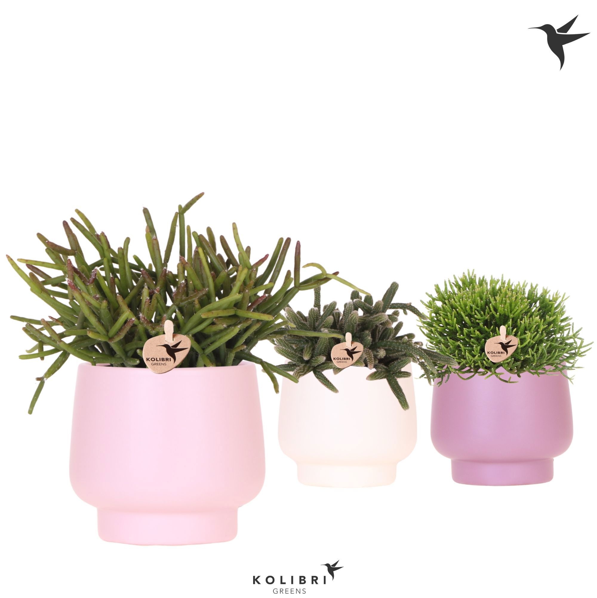 Kolibri Greens Rhipsalis mix in Scandic pot pink mix, D 9