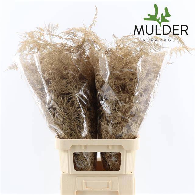 Аспарагус Овериг Крашеный (краш. ) 85, шт.