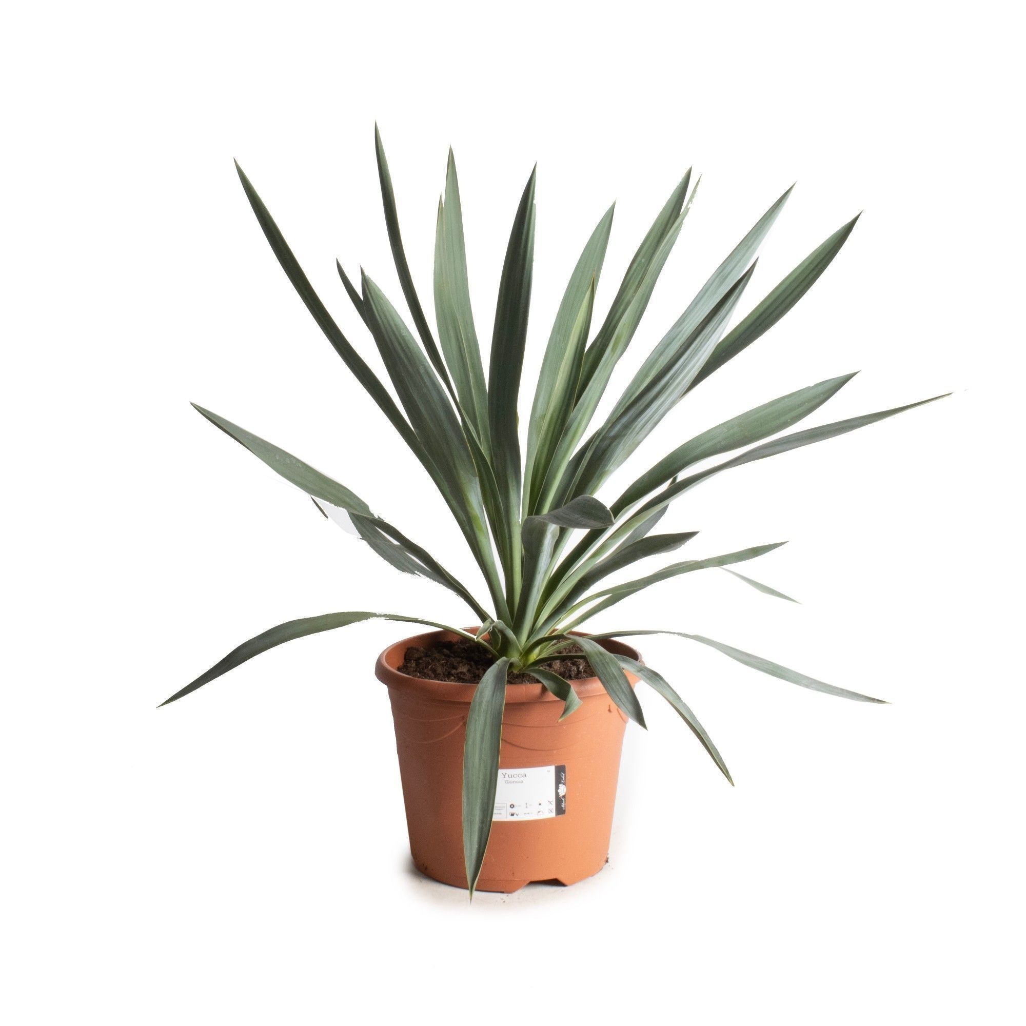 Yucca gloriosa, D 26