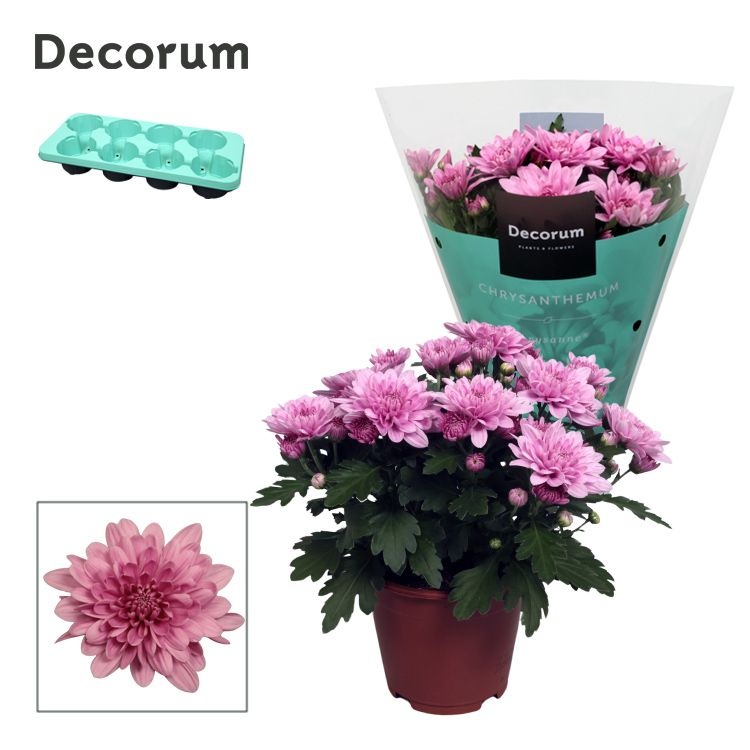 Chrysanne® Grandezza Pink, D 13 cm Chrysanne® Grandezza Pink, D 13 cm