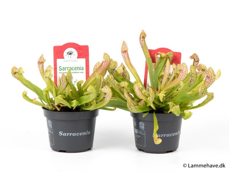 SARRACENIA PSITTACINA 'WRIGLEYANA', D 9 cm