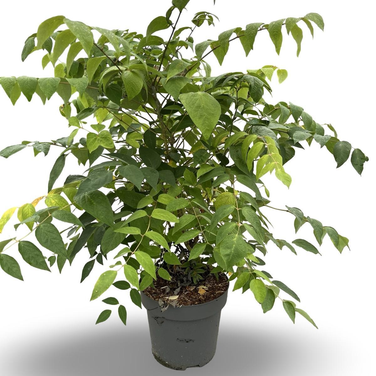 Decaisnea fargesii, D 32 cm