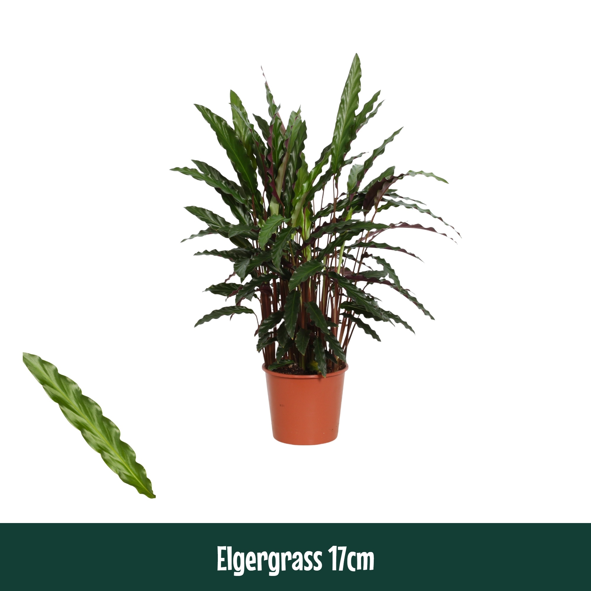 Calathea 17cm Elgergrass - Living, D 17