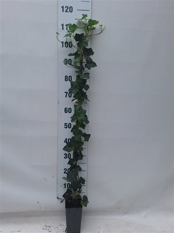 Hedera hibernica 100-125 cm, C2RP, D 11