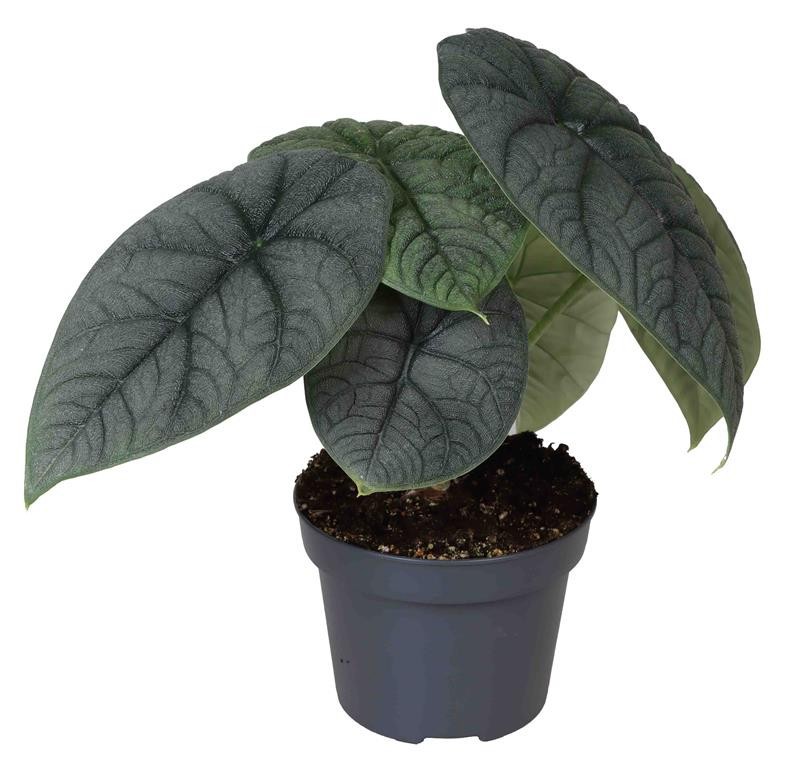 ALOCASIA MELO, D 12 cm