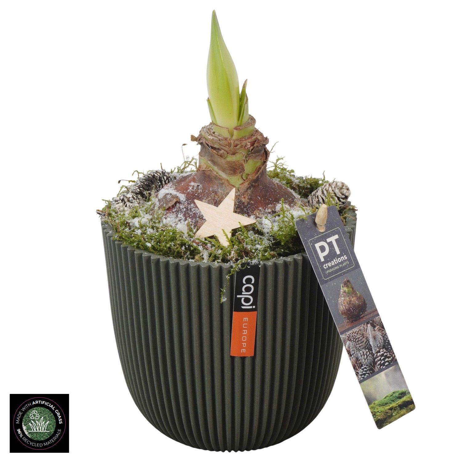 PTACH5919 Arrangement Amaryllis Christmas in capi pot, D 13 cm