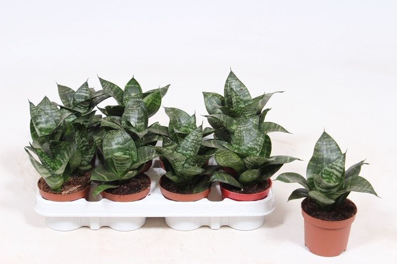 Sansevieria Hahnii, D 9