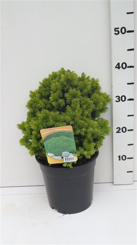 Picea glauca 'Alberta Globe', D 19