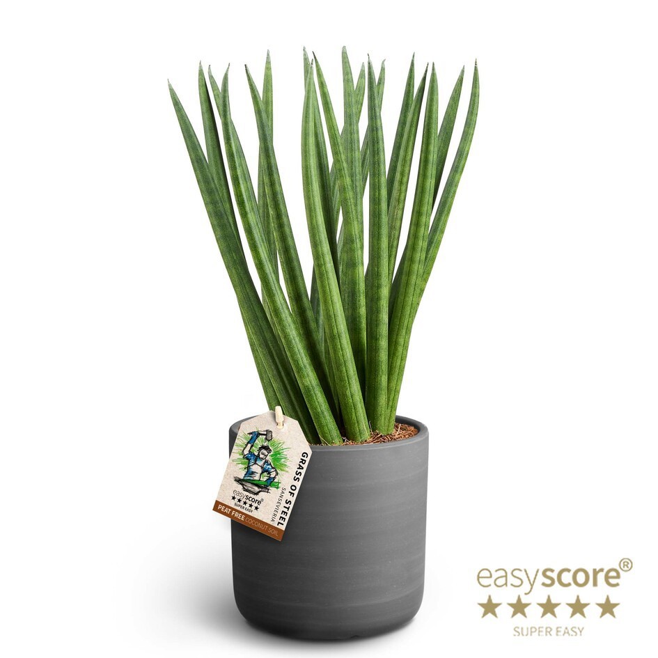 SANSEVIERIA CYLINDRICA 41131650 Raw Black Spaghetti, D 11 cm