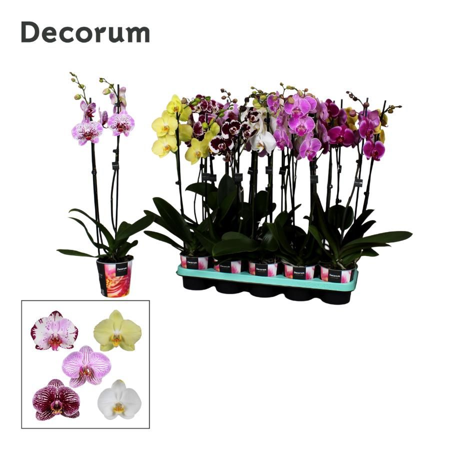 Phalaenopsis 2 tak Decorum 16+ 55 cm mix, D 12