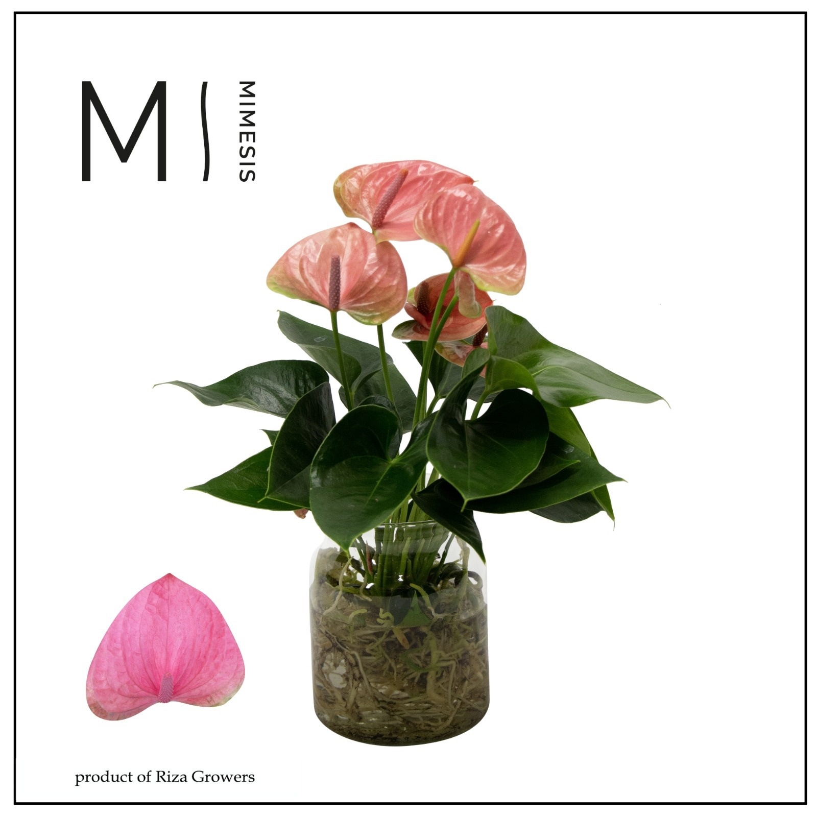 Mimesis Anthurium KARMA Pink - Aqua di Karma Melkbus, D 14