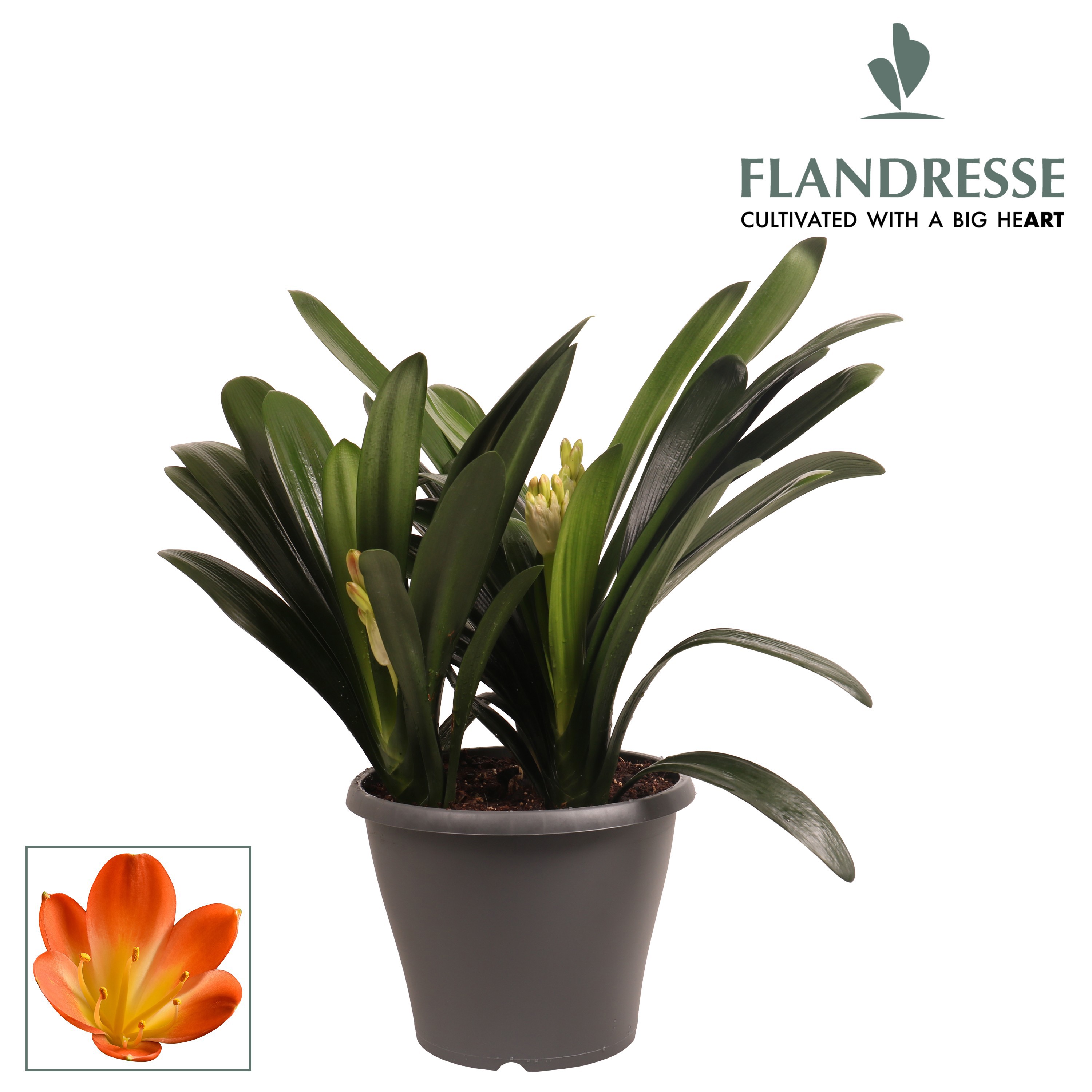 Clivia Flandresse® Strong! triple orange, D 26