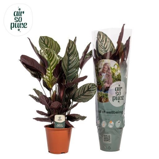 Calathea Ornata Air so Pure, D 19
