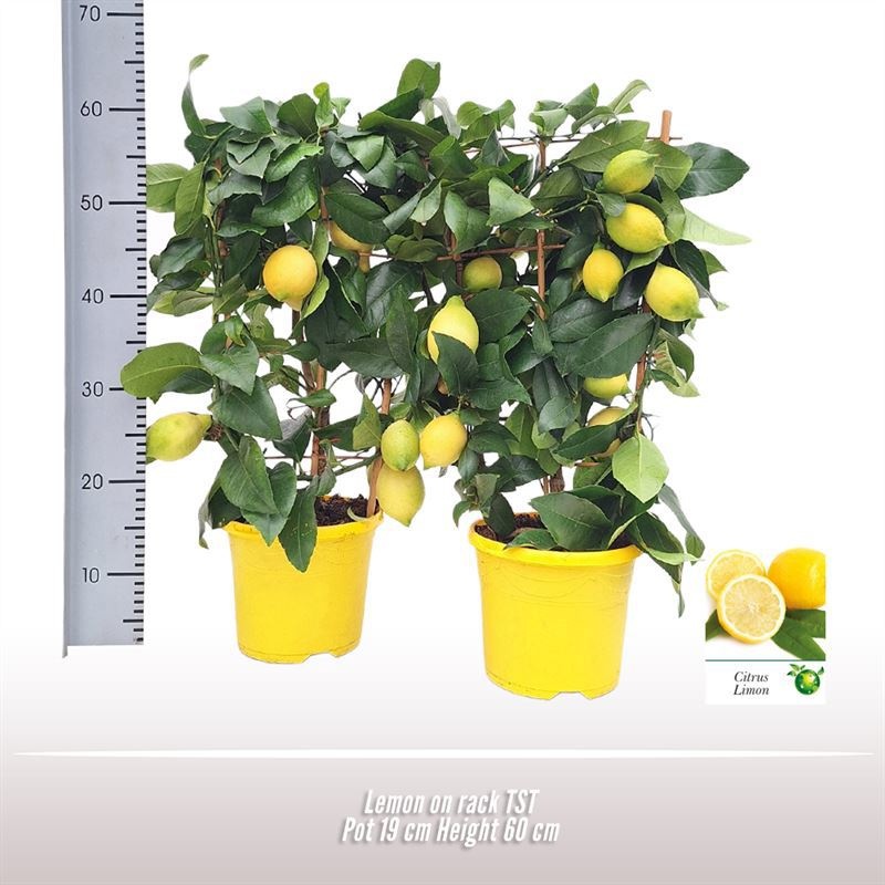 Citroen op rek, D 19