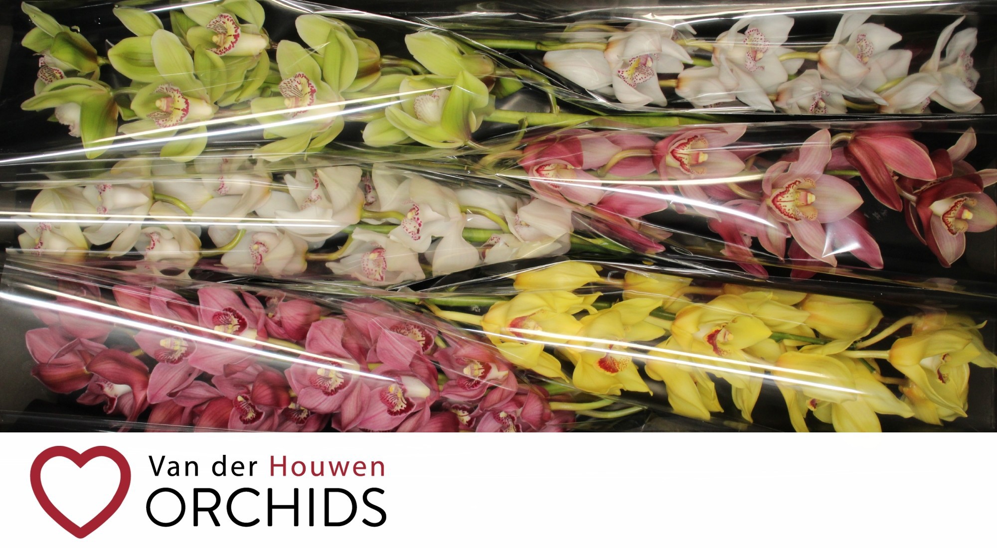 Цимбидиум Микс 80 x6, шт.