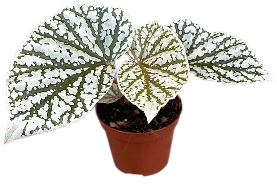 Begonia Snowcap, D 8