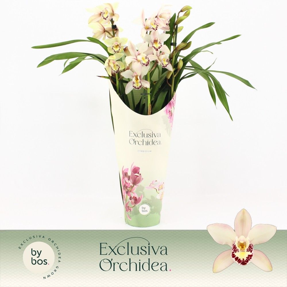 Cymbidium, Little Stef 3-spike P14 'Exclusiva Orchidea' Potcover, D 14 cm