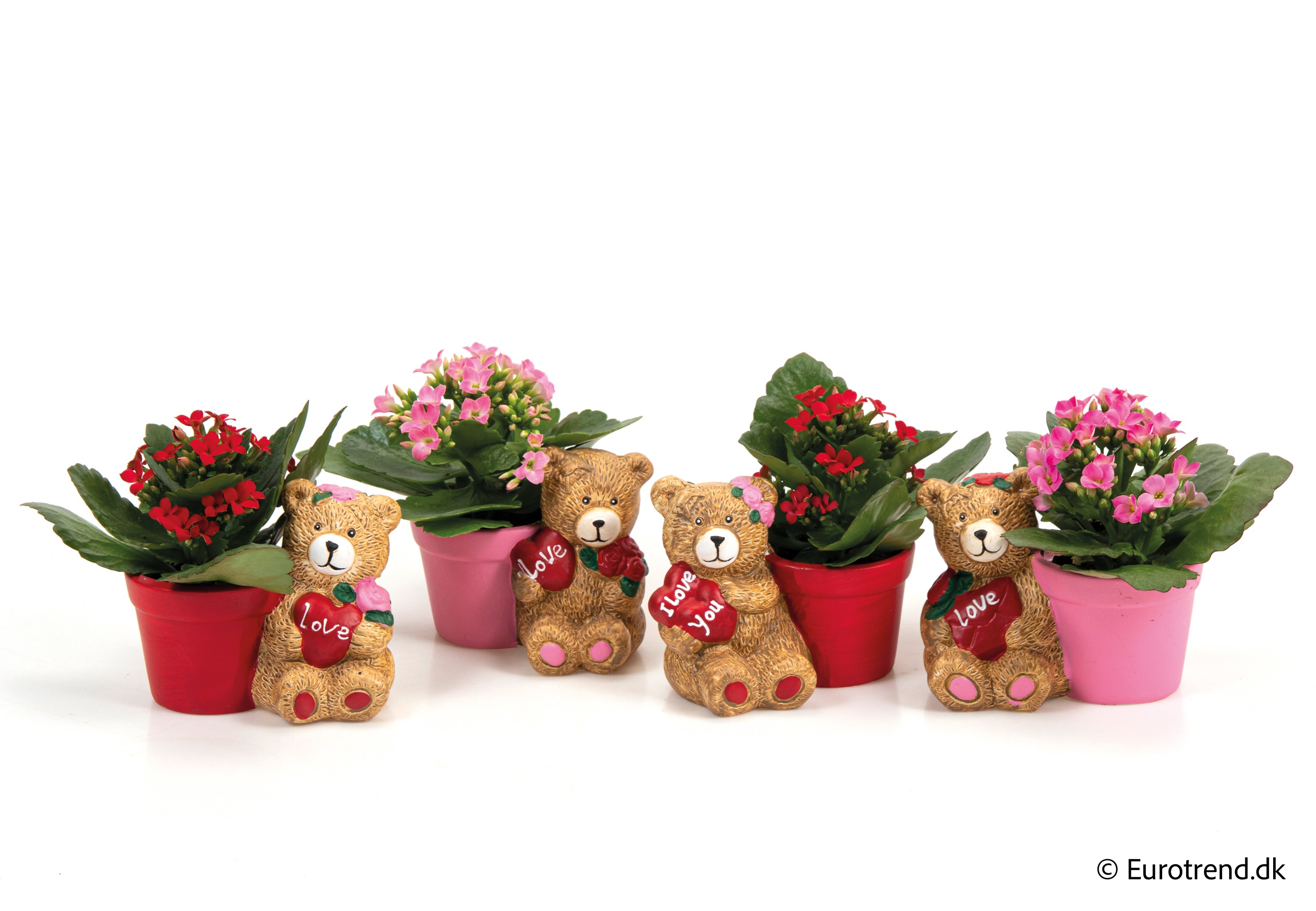 Kalanchoe in Valentine ceramic 2026, D 6