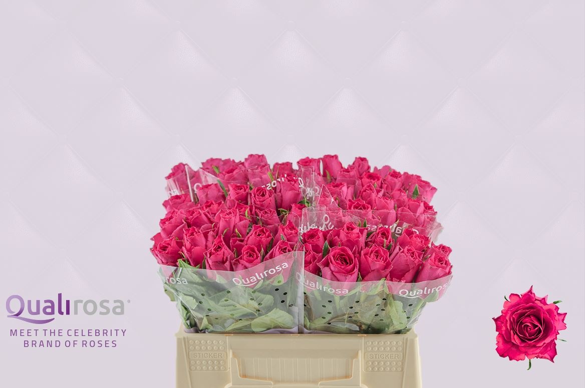 Роза од. Мадам Цериз 35, шт. Роза од. Мадам Цериз 35, шт.