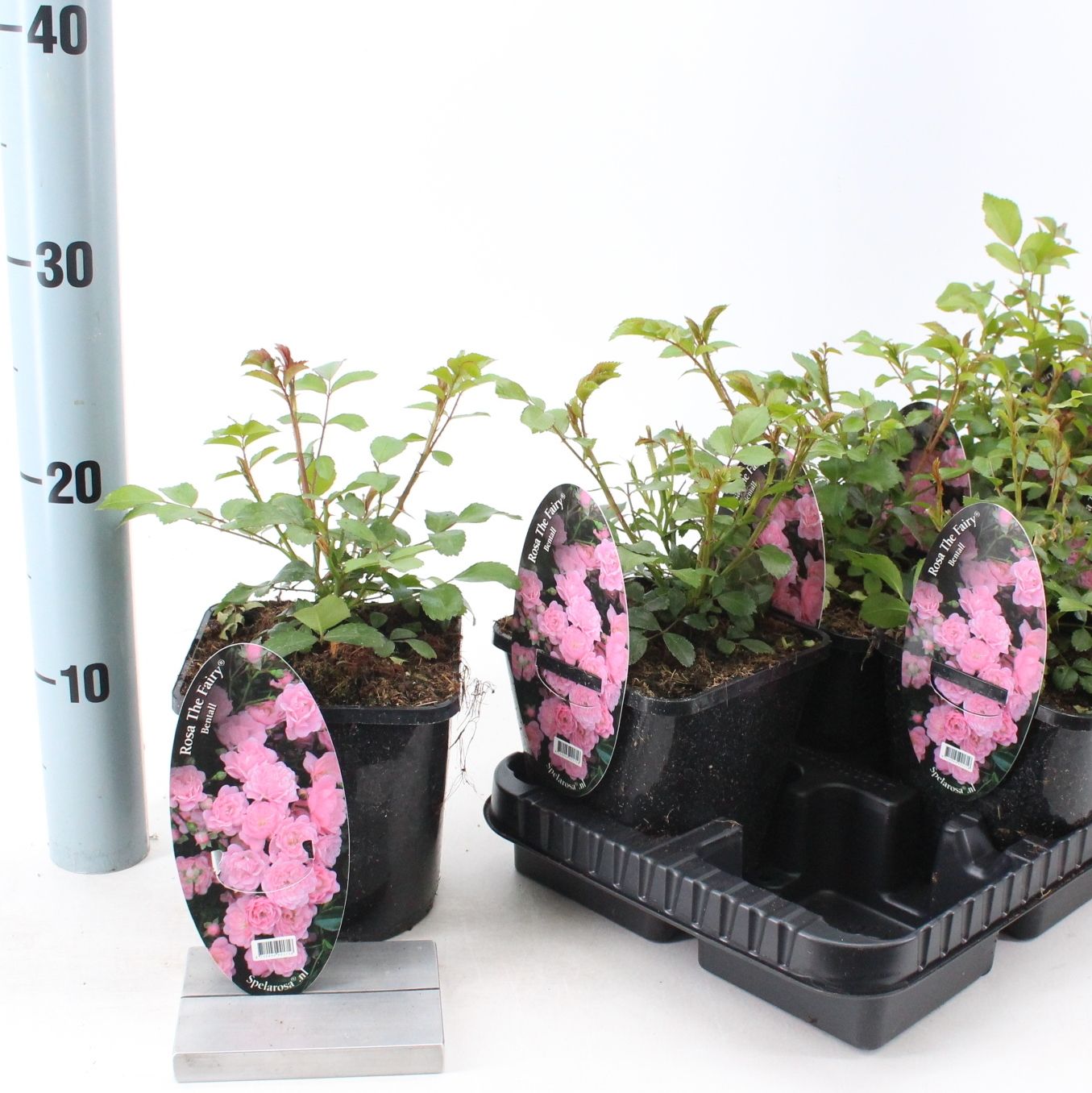 Rosa (PA) 'The Fairy', D 14 cm