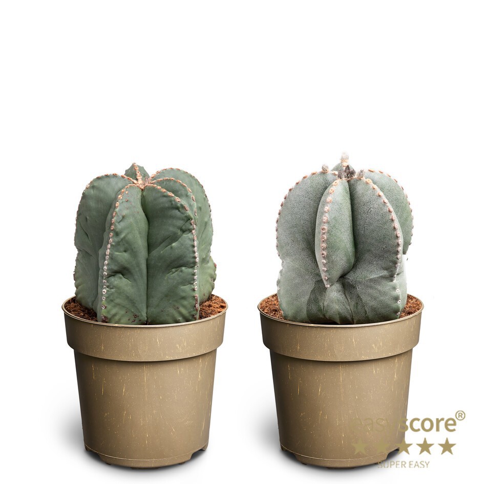 ASTROPHYTYM MYRIOSTIGMA, D 24