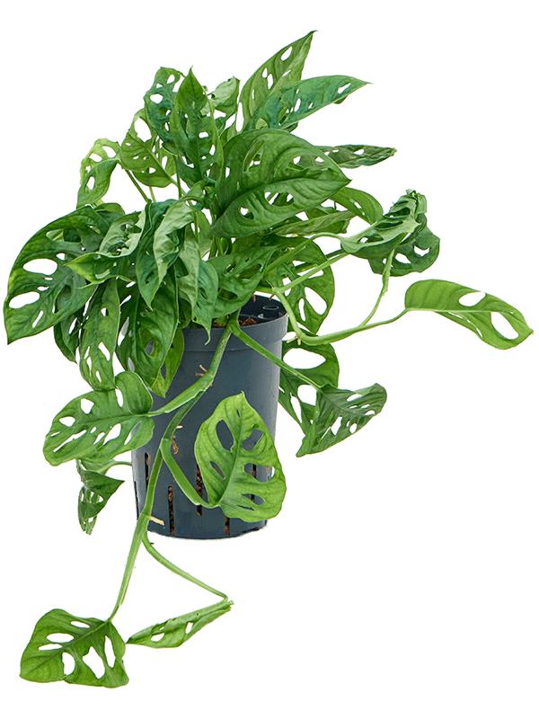 Monstera obliqua, D 15